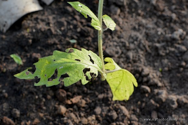 Holes in tomato leaves | www.myfoododyssey.com