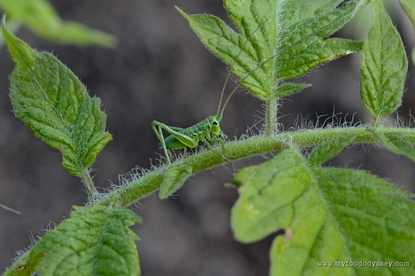Nymph Great Green Bush-Cricket DSC_0065 – My Food Odyssey