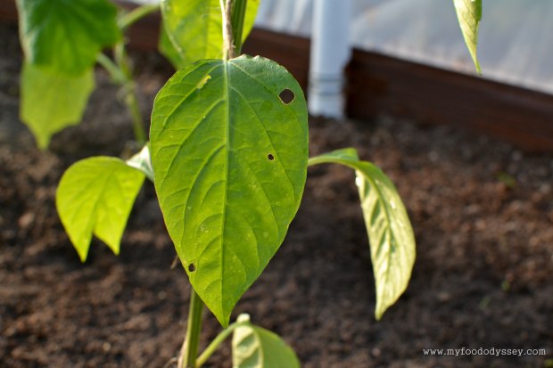 Holes in pepper plant leaves | www.myfoododyssey.com