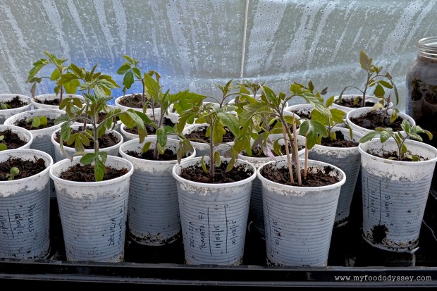 Tomato Seedlings | www.myfoododyssey.com
