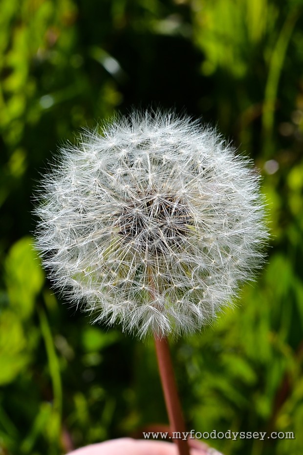 Dandelion Seed Head | www.myfoododyssey.com