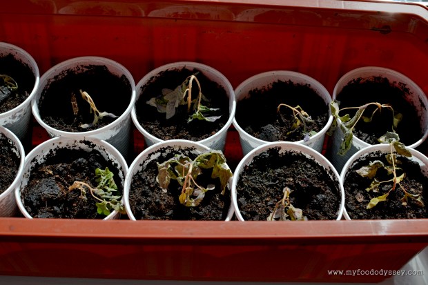Tomato Seedlings | www.myfoododyssey.com