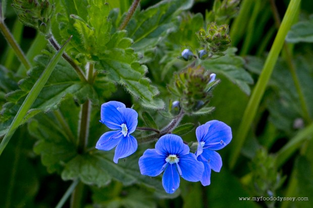 Blue Wildflowers | www.myfoododyssey.com