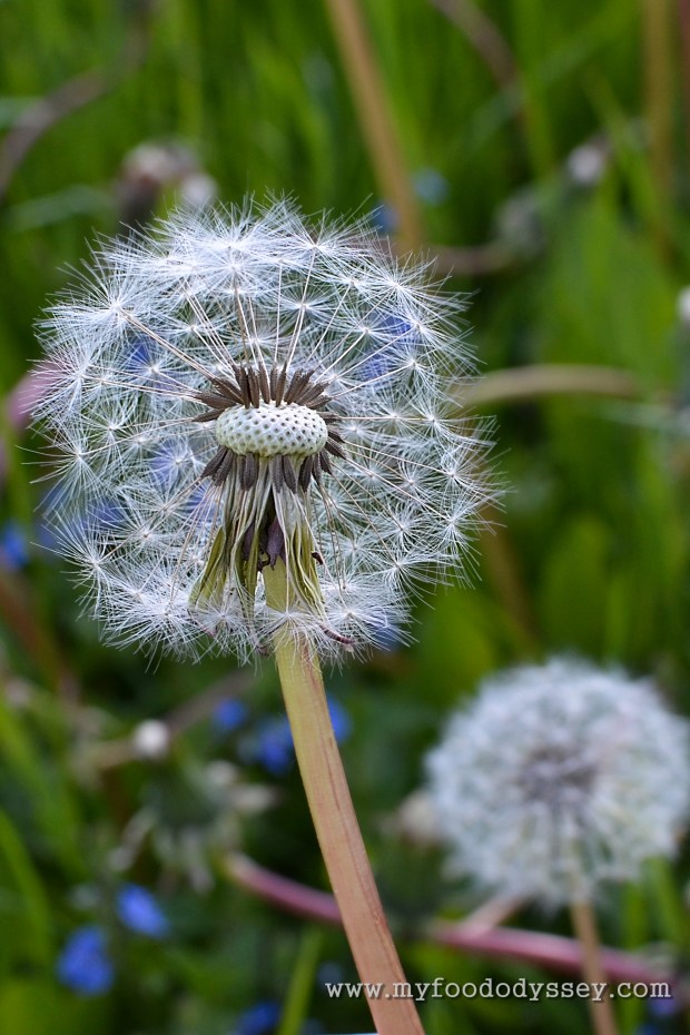 Dandelion Seed Head | www.myfoododyssey.com