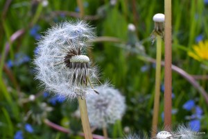 Dandelion Seed Head | www.myfoododyssey.com