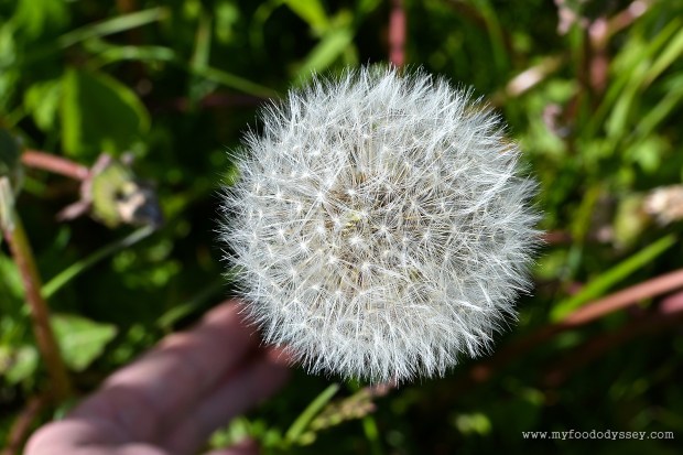 Dandelion Seed Head | www.myfoododyssey.com