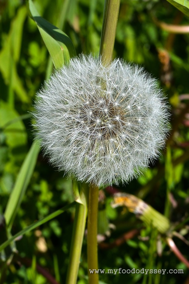 Dandelion Seed Head | www.myfoododyssey.com