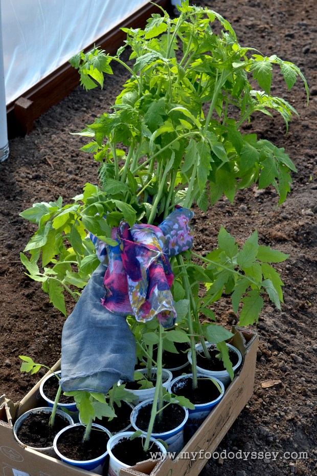 Tomato Plants| www.myfoododyssey.com