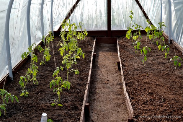 Tomato, Cucumber & Pepper Plants | www.myfoododyssey.com