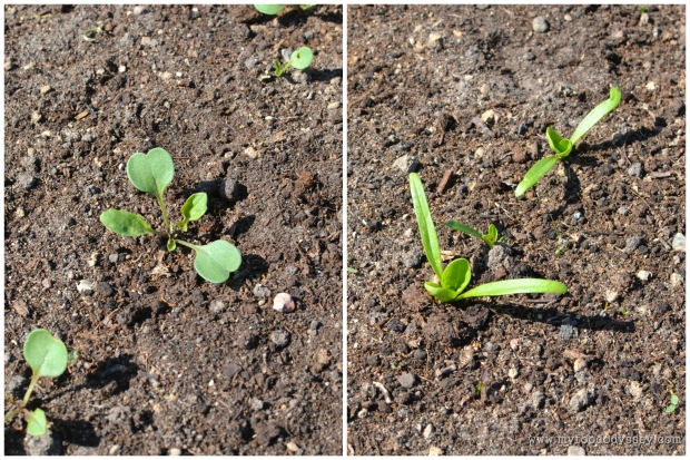 Spinach & Rocket Seedlings | www.myfoododyssey.com