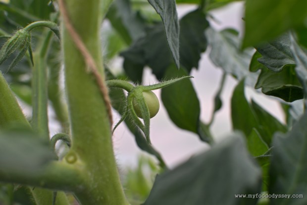 Baby Tomato | www.myfoododyssey.com
