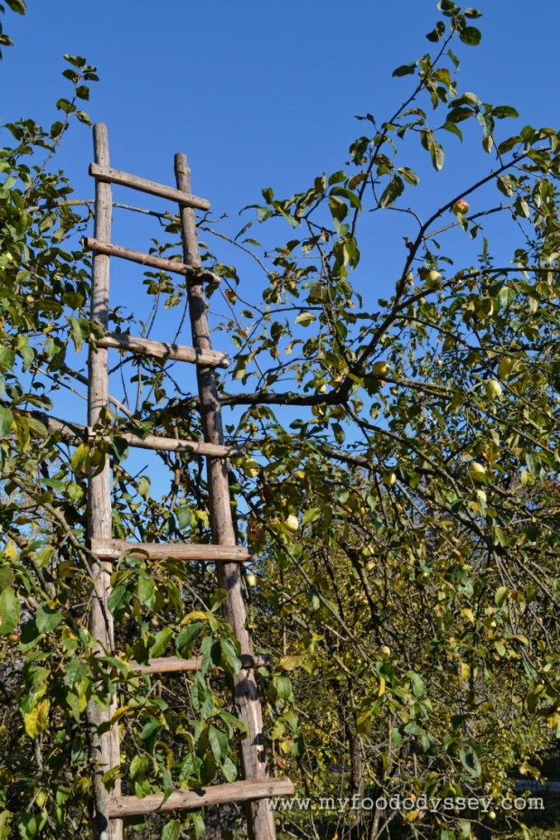 Apple Picking | www.myfoododyssey.com