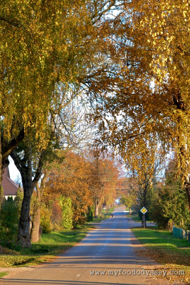 Country Lane in Autumn, Lithuania | www.myfoododyssey.com