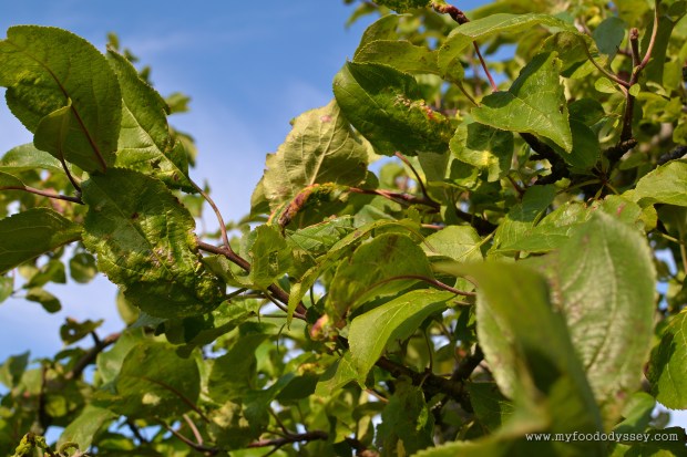 Great Green Bush-Cricket | www.myfoododyssey.com