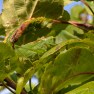 Great Green Bush-Cricket | www.myfoododyssey.com