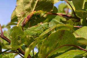 Great Green Bush-Cricket | www.myfoododyssey.com