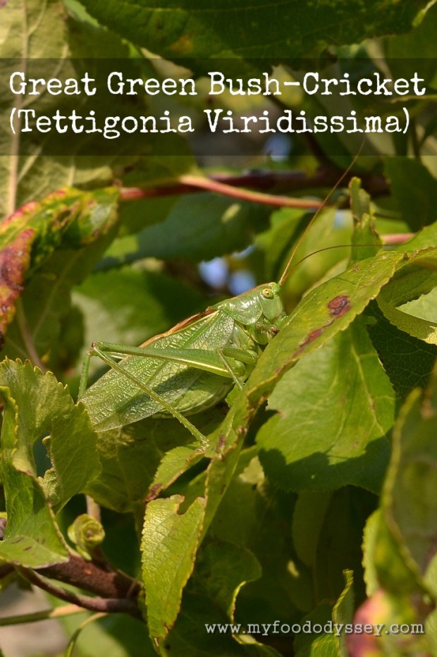 Great Green Bush-Cricket | www.myfoododyssey.com