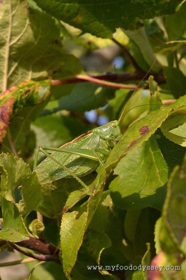 Great Green Bush-Cricket | www.myfoododyssey.com
