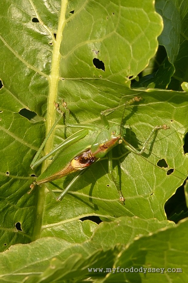 Great Green Bush-Cricket | www.myfoododyssey.com