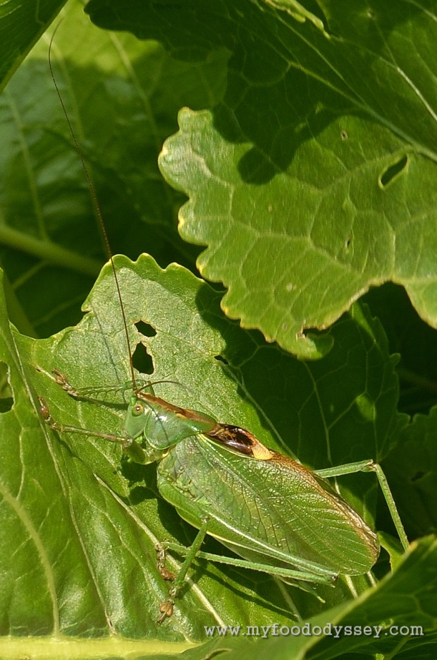 Great Green Bush-Cricket | www.myfoododyssey.com