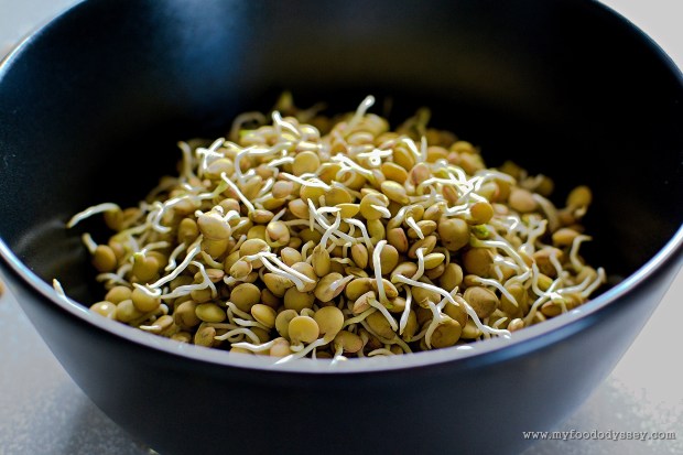 How to Sprout Lentils | www.myfoododyssey.com