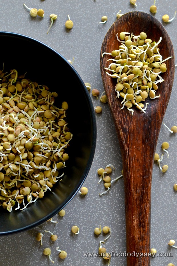 How to Sprout Lentils | www.myfoododyssey.com