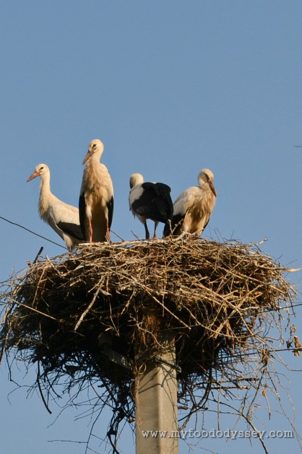 Storks Nesting, Lithuania | www.myfoododyssey.com