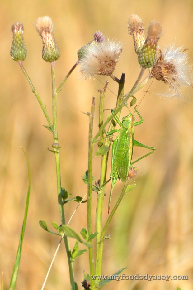 Great Green Bush-Cricket | www.myfoododyssey.com