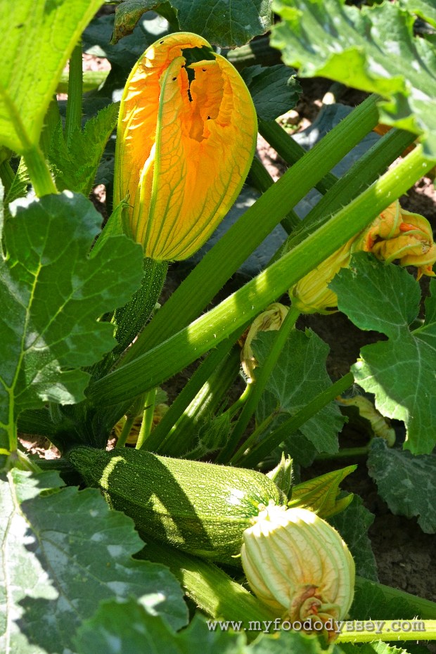 Zucchini / Courgette Flower | www.myfoododyssey.com