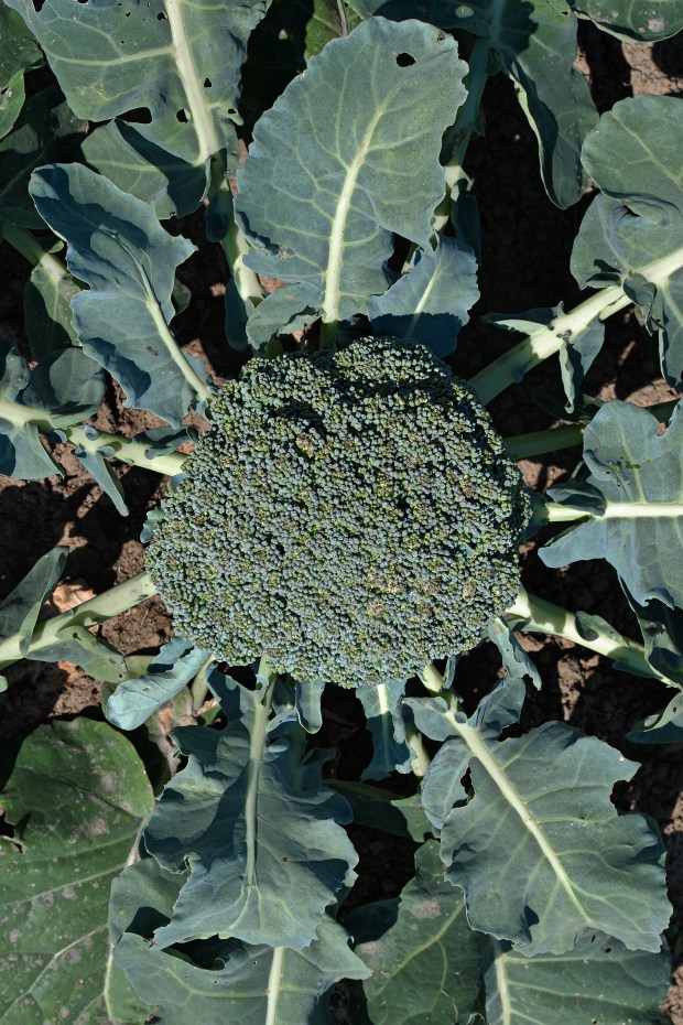 Broccoli Head | www.myfoododyssey.com