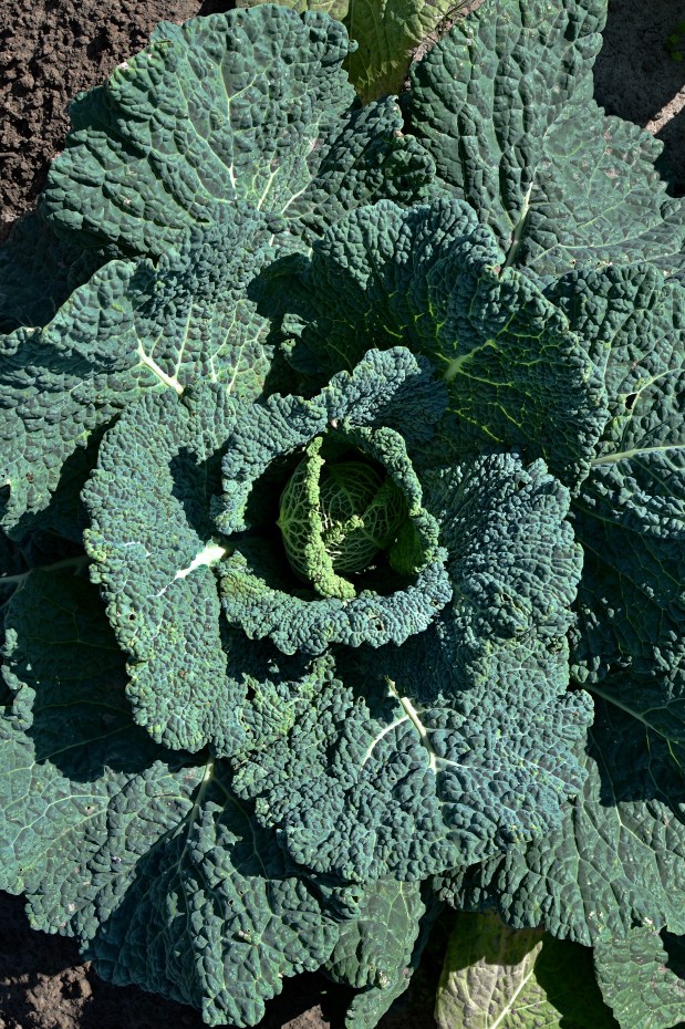 Green Cabbage Head | www.myfoododyssey.com