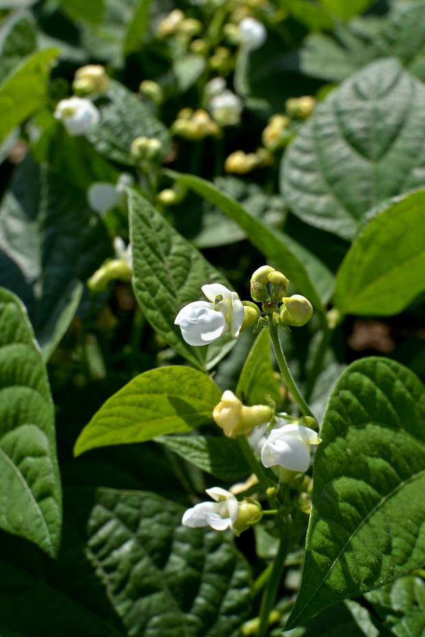 Green Bean Flowers | www.myfoododyssey.com