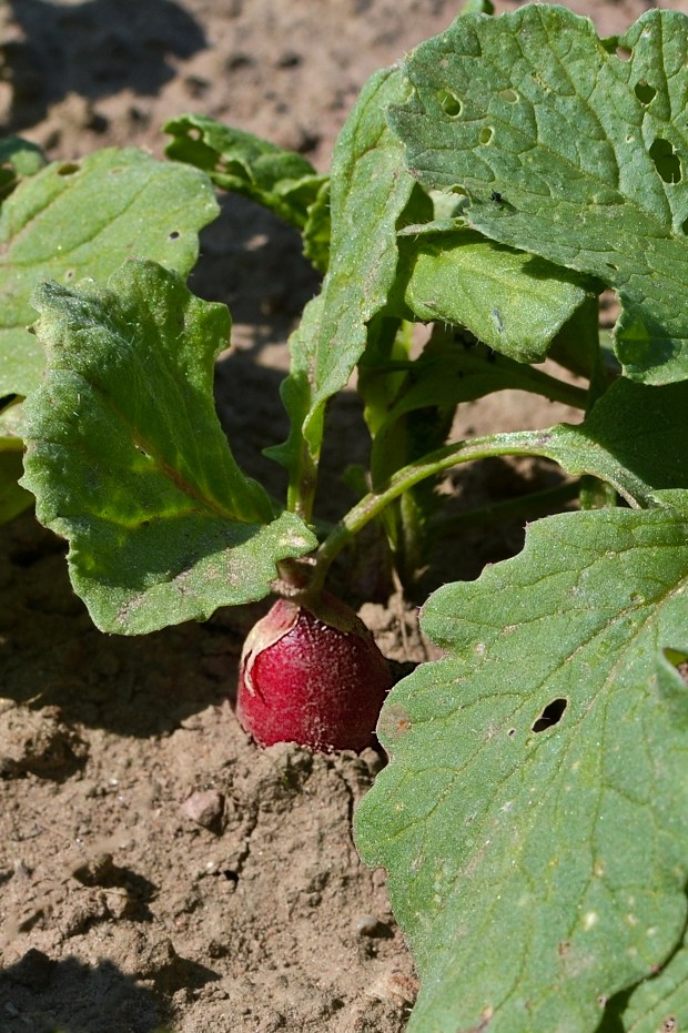 Salad Radish | www.myfoododyssey.com