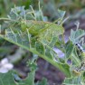 Cricket (Tettigonia Viridissima) & Caterpillar | www.myfoododyssey.com