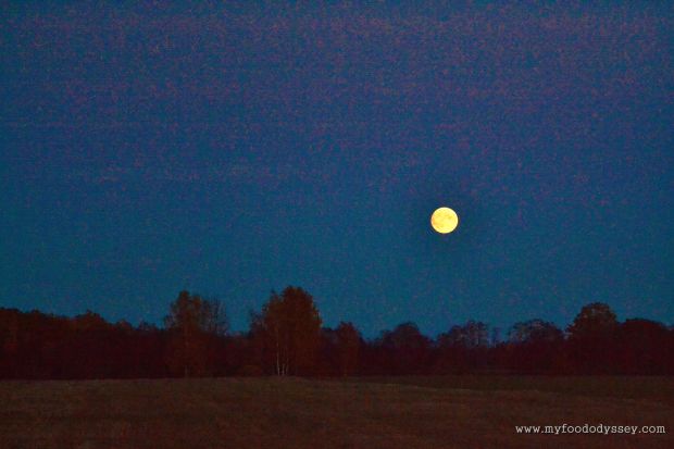 Halloween / Hunter's Moon | www.myfoododyssey.com