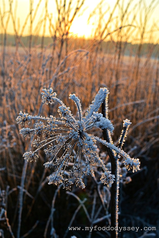 Frost in the countryside, Lithuania | www.myfoododyssey.com