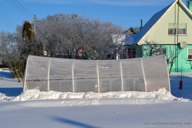 Polytunnel Bend under weight of Snow | www.myfoododyssey.com