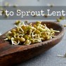 How to Sprout Lentils | www.myfoododyssey,com
