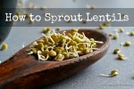 How to Sprout Lentils | www.myfoododyssey.com