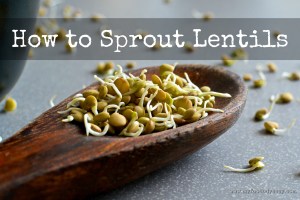 How to Sprout Lentils | www.myfoododyssey,com