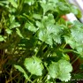 Coriander (Cilantro) Plant | www.myfoododyssey.com