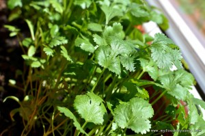 Coriander (Cilantro) Plant | www.myfoododyssey.com