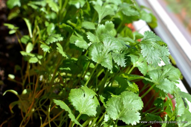 Coriander (Cilantro) Plant | www.myfoododyssey.com
