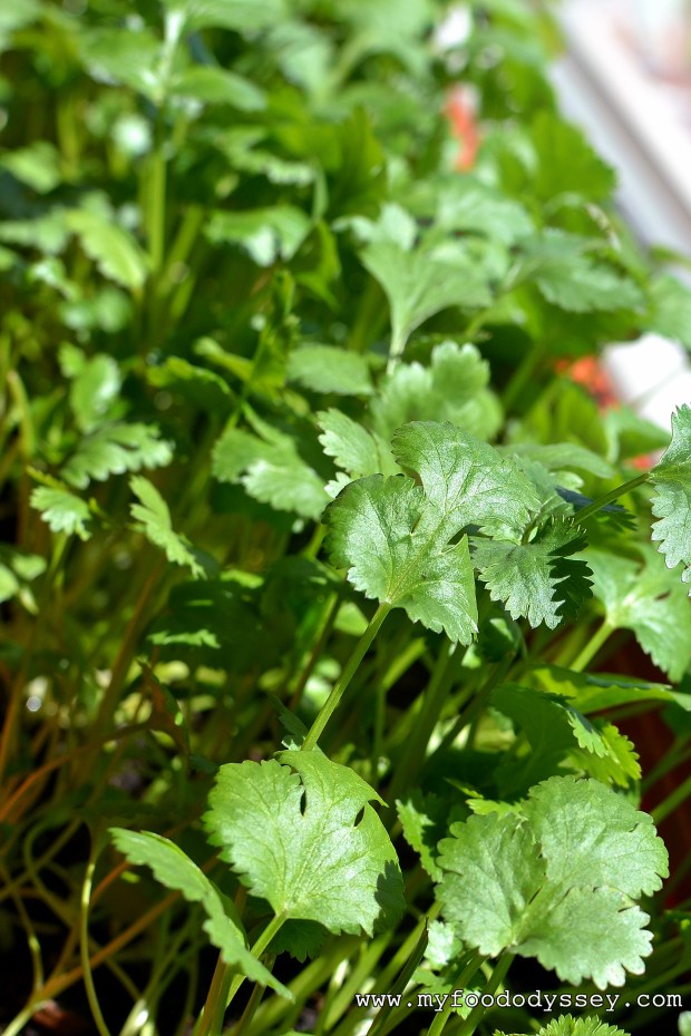 Coriander (Cilantro) Plant | www.myfoododyssey.com