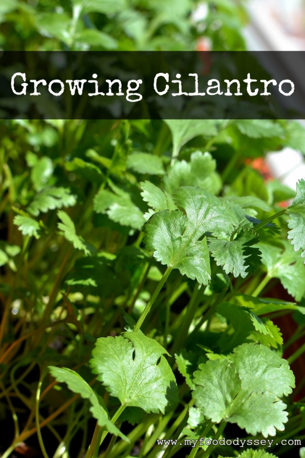 Coriander (Cilantro) Plant | www.myfoododyssey.com