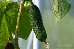 Cucumber Plant | www.myfoododyssey.com