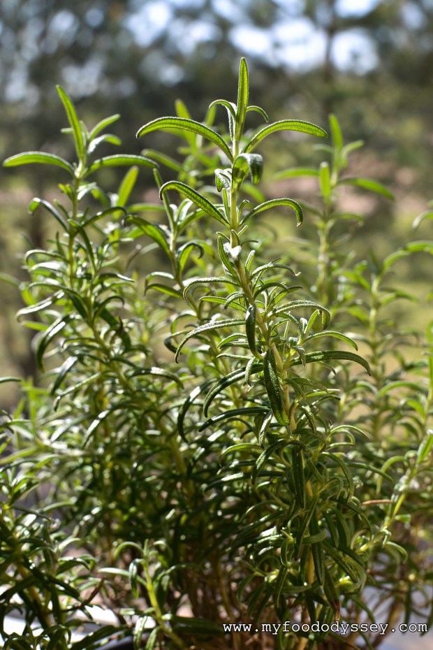 Rosemary Plant | www.myfoododyssey.com