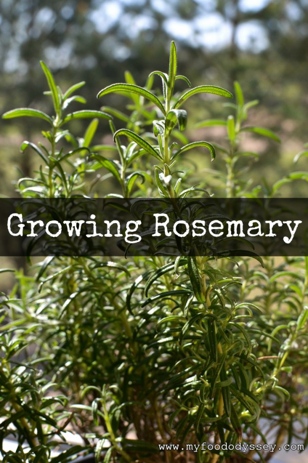 Rosemary Plant | www.myfoododyssey.com
