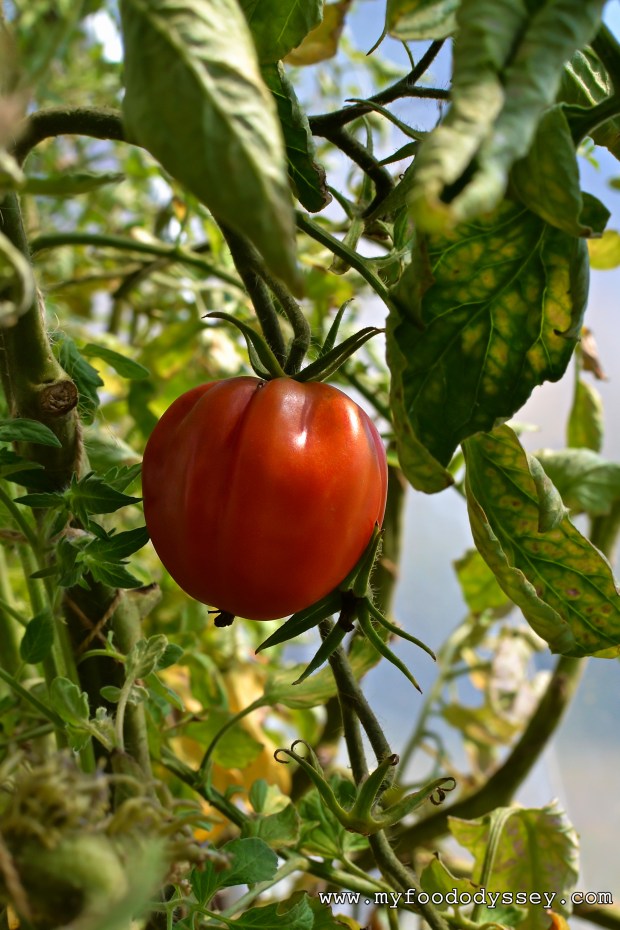 Tomato Plant | www.myfoododyssey.com