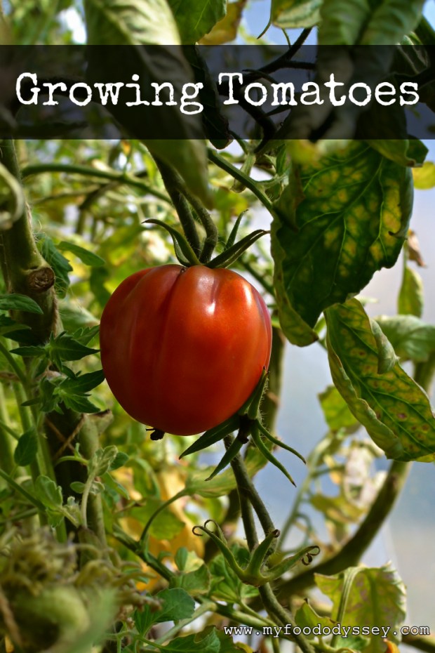 Tomato Plant | www.myfoododyssey.com